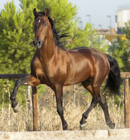 seguros de animales de compañía